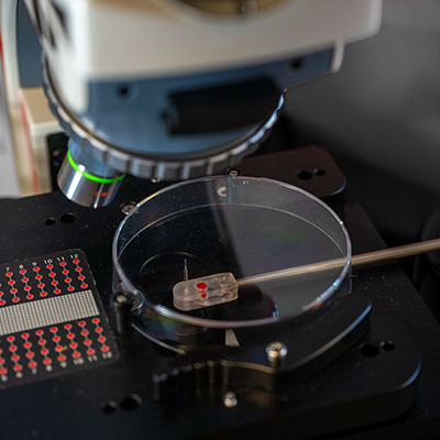 Tetrad Dissection Microscope