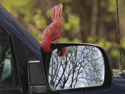 Cosmopolitan Creatures 2