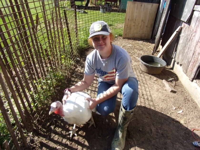 Samantha Nigbor, a student at Fox Valley Technical College, kneels inside a farm pen and holds a live, white domestic turkey.