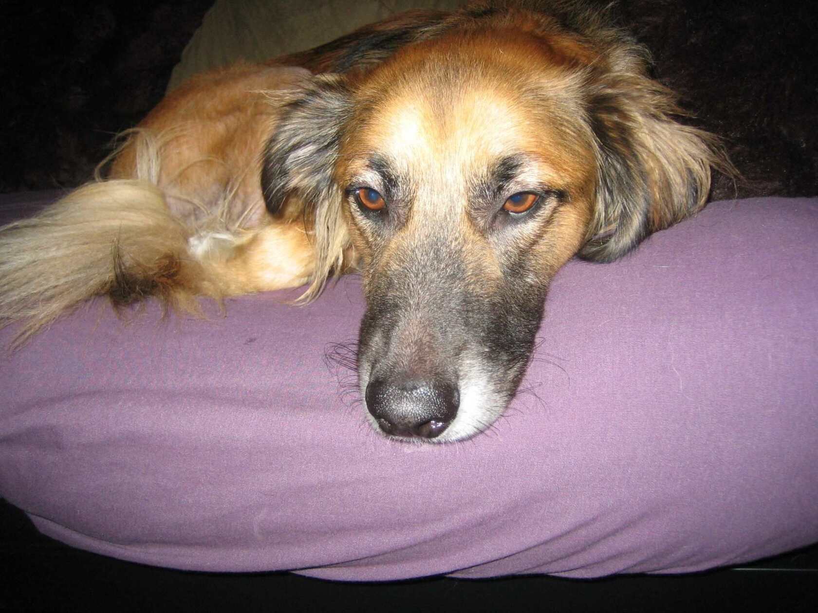 dogtired