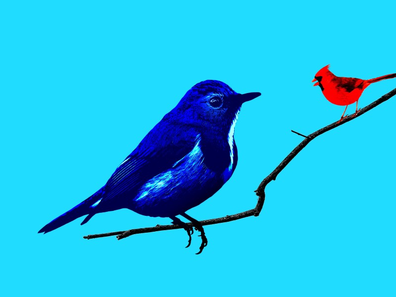 Illustration of a small red bird on the right and a large blue bird on the left of a branch.