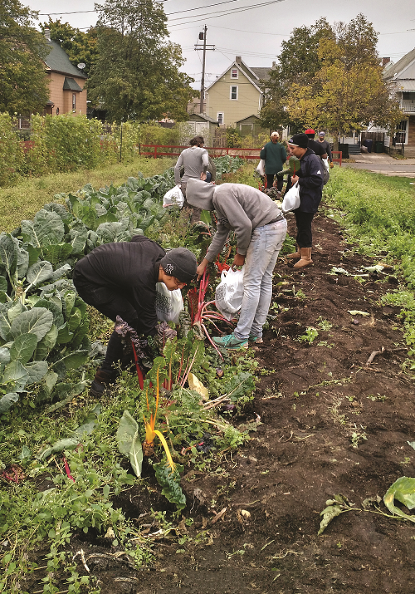 The urban gardens of Buffalo’s Massachusetts Avenue Project have germinated innovative local food policies now being implemented around the world by UB.
© Massachusetts Avenue Project