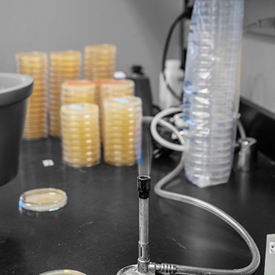 Yeast Genetics Plates
